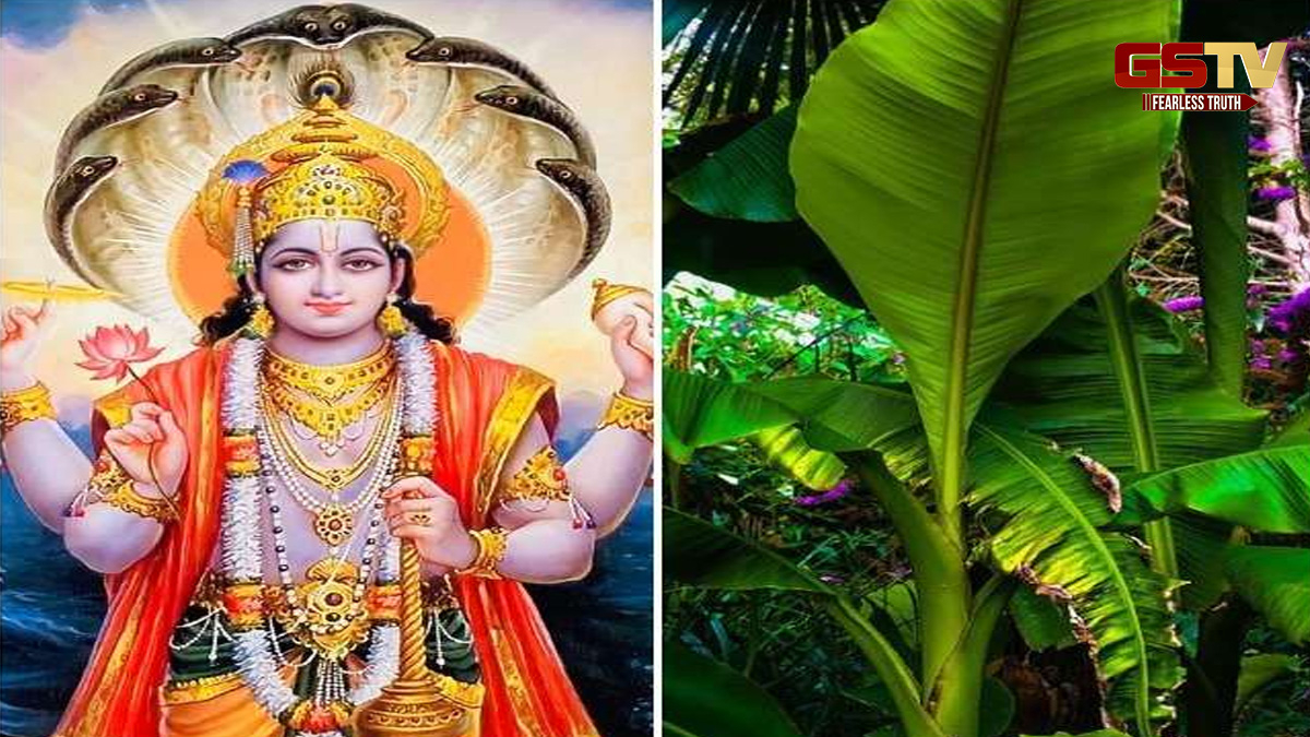 ભગવાન વિષ્ણુને કેળાનું ઝાડ ખૂબ જ પ્રિય છે, પણ તેને ઘરમાં લગાવવાની મનાઈ!  જાણો આ પાછળ જ્યોતિષ શાસ્ત્રનું કારણ