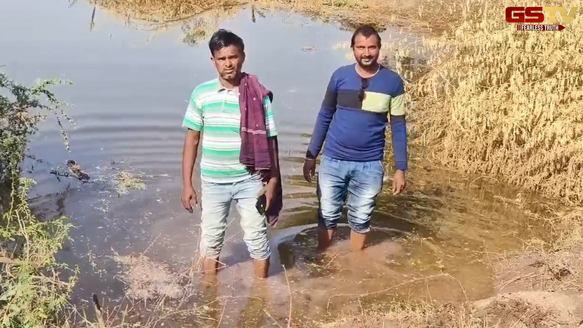 સુરેન્દ્રનગરમાં કેનાલ ઓવરફલો થતાં 700 વિઘા જમીનમાં પાણી ફેરવાયું, ખેડૂતોના પાકને ભારે નુકસાન