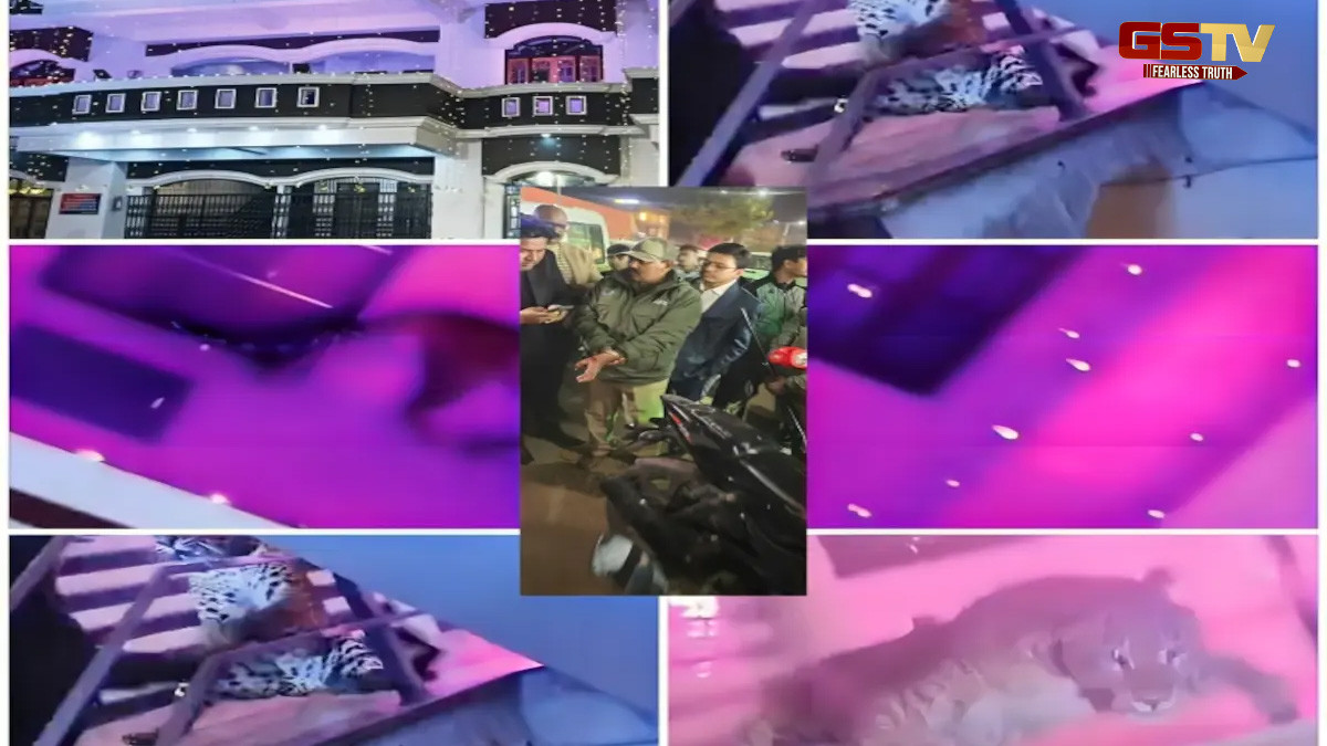 VIDEO : લગ્નમાં ઘૂસેલા દીપડાએ રેસ્ક્યૂ ટીમની રાઇફલ પડાવી લીધી, જુઓ પછી શું થયું