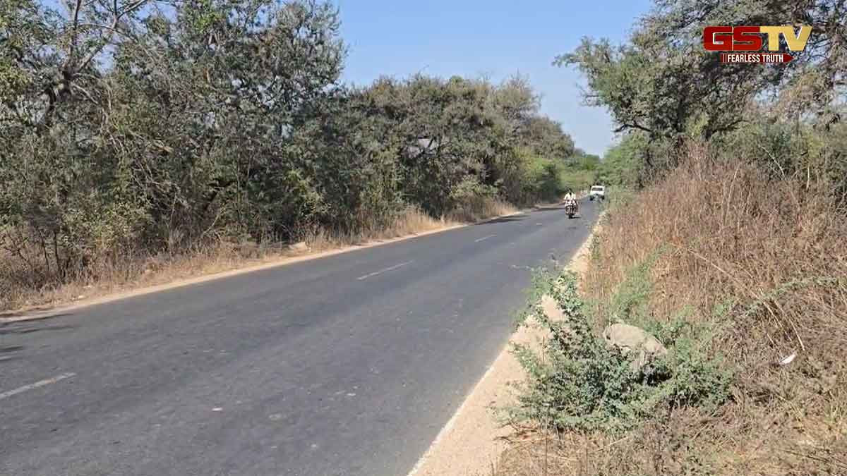 નસવાડી-બોડેલી રોડ પર પદયાત્રા મુશ્કેલ, સાઈડમાં ઝાડી ઝાંખરા ઉગી જતાં અકસ્માતનો ભય