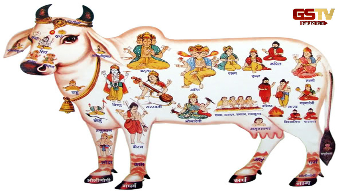 ગાયને આ 4 વસ્તુઓ ખવડાવો તો મળશે સમૃદ્ધિ, આ નિયમોનું રાખો ધ્યાન