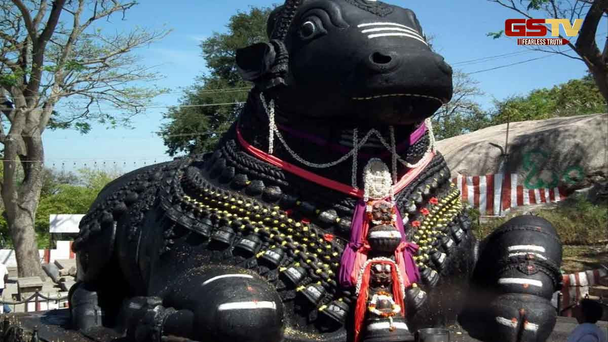 મહાશિવરાત્રી 2025: નંદીનો જમણો પગ થોડો ઊંચો કેમ હોય છે ?