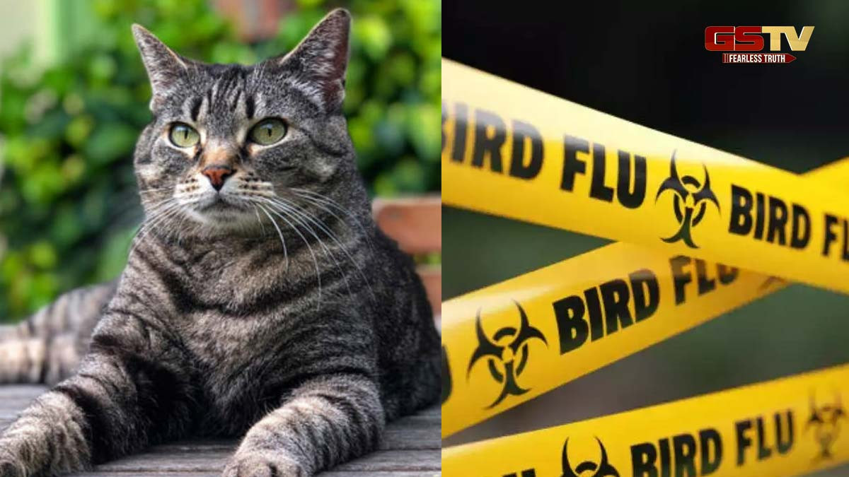 દેશમાં પહેલીવાર પાલતુ બિલાડીઓમાં નોંધાયો બર્ડ ફ્લૂનો કેસ, વૈજ્ઞાનિકોએ લોકોને સાવચેતી રાખવાની આપી સલાહ