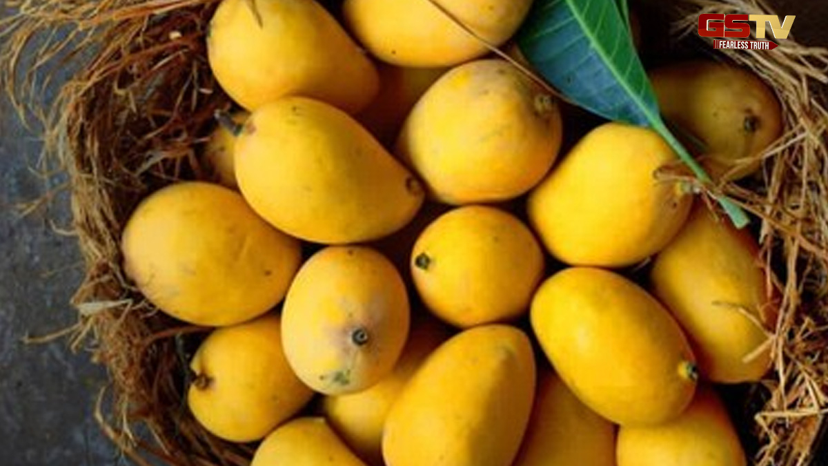Mango: કેલ્શિયમ કાર્બાઇડથી પકવેલી કેરી દવાખાને પહોંચાડી દેશે, ખરીદતી વખતે આ રીતે કરો ઓળખ