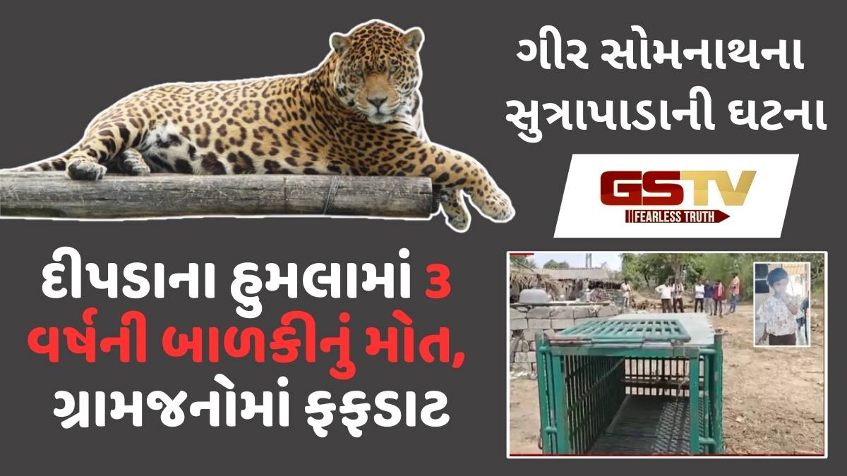 Gir Somnath: સૂત્રાપાડામાં દીપડાના હુમલામાં 3 વર્ષની બાળકીનું મોત, ગ્રામજનોમાં ભયનો માહોલ