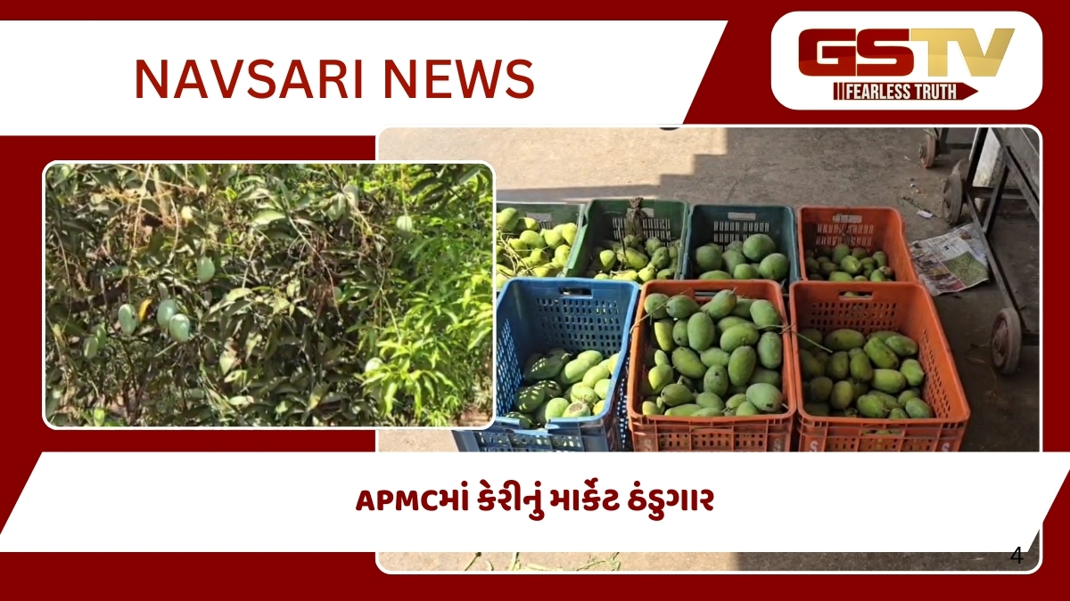 Navsari News: પલટાયેલા વાતાવરણથી કેરીના પાકને નુકસાનની ભીતિ, આંબાની વાડી ભાડે રાખનારની હાલત કફોડી