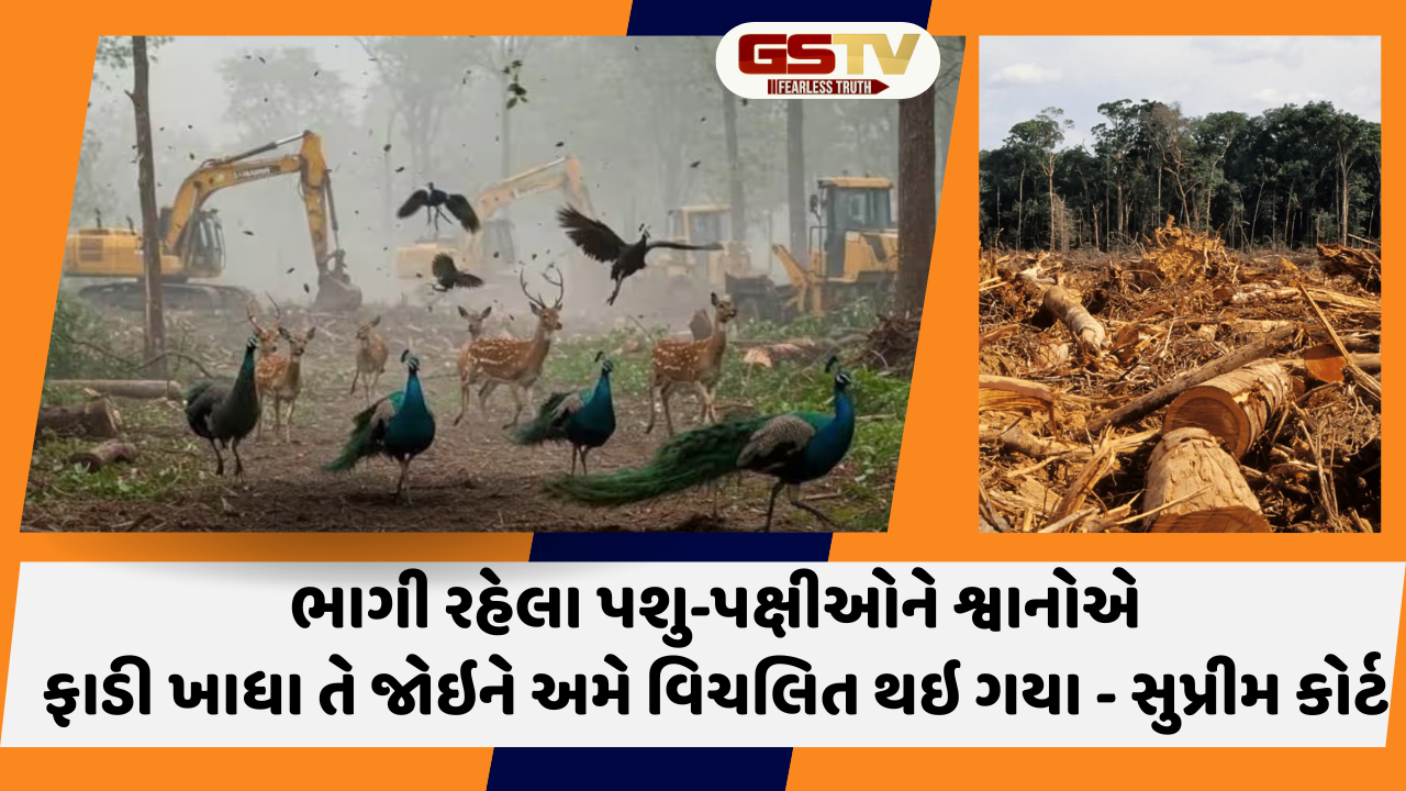 'બેફામ વૃક્ષોનું કર્યું છે નિકંદન હવે જેલમાં જવા તૈયાર રહો..' Supreme courtએ તેલંગાણાની સરકારનો  લીધો ઉધડો