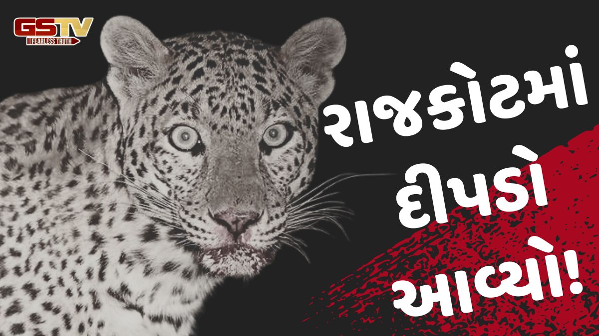 Rajkot news:  મનહરપુરા ગામના સીમ વિસ્તારમાં દીપડો દેખાતા ખેડૂતોમાં ભયનો માહોલ