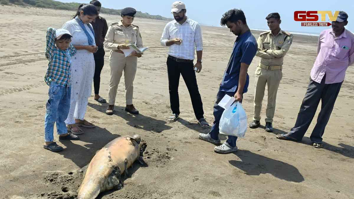 Navsari News: દાંડી બીચ પર દુર્લભ હમબેક ડોલ્ફિનનો મૃતદેહ મળ્યો, અધિકારીઓ થયા દોડતાં