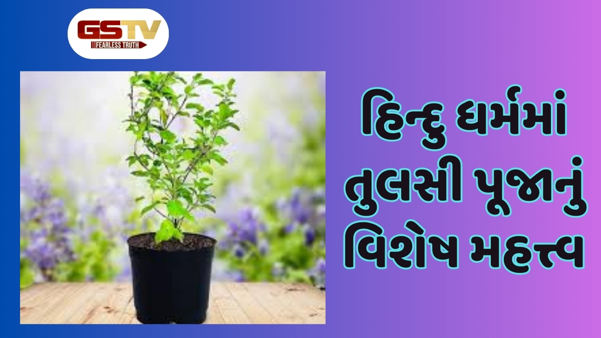 Religion: તુલસીની પૂજા કરવાના છે ઘણા વિશેષ ફાયદા, જાણો અહીં