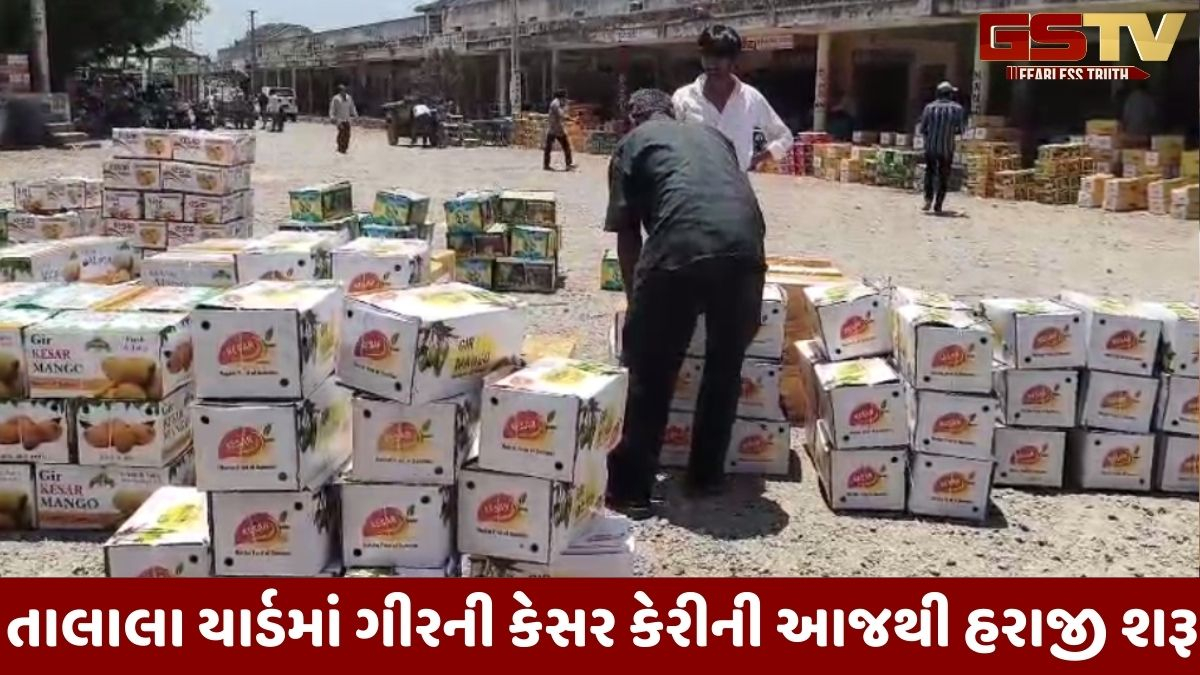 Gir news: કેસર કેરીના રસિયાઓ માટે મહત્ત્વના ન્યૂઝ, તાલાલા યાર્ડમાં ગીરની કેસર કેરીની આજથી હરાજી શરૂ