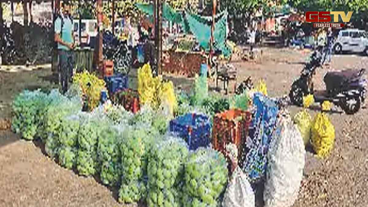 Tapi News: માર્કેટ યાર્ડમાં ફળોના રાજા કેરીનું આગમન, હાફૂસનું 1600 રૂપિયે થયું વેચાણ