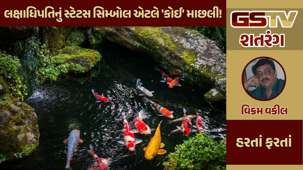 શતરંગ / લક્ષાધિપતિનું સ્ટેટસ સિમ્બોલ એટલે 'કોઈ' માછલી!