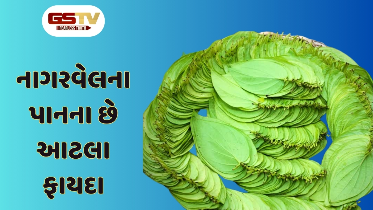Health Tips : સ્વાસ્થ્ય માટે ગુણોનો ખજાનો છે નાગરવેલનું પાન, આ 5 બીમારીનો રામબાણ ઇલાજ