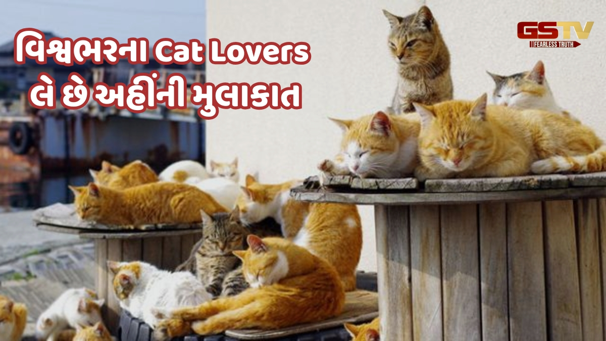 Cat Lovers માટે સ્વર્ગ છે જાપાનનો આ ટાપુ! અહીં માણસો કરતાં વધુ જોવા મળે છે બિલાડીઓ