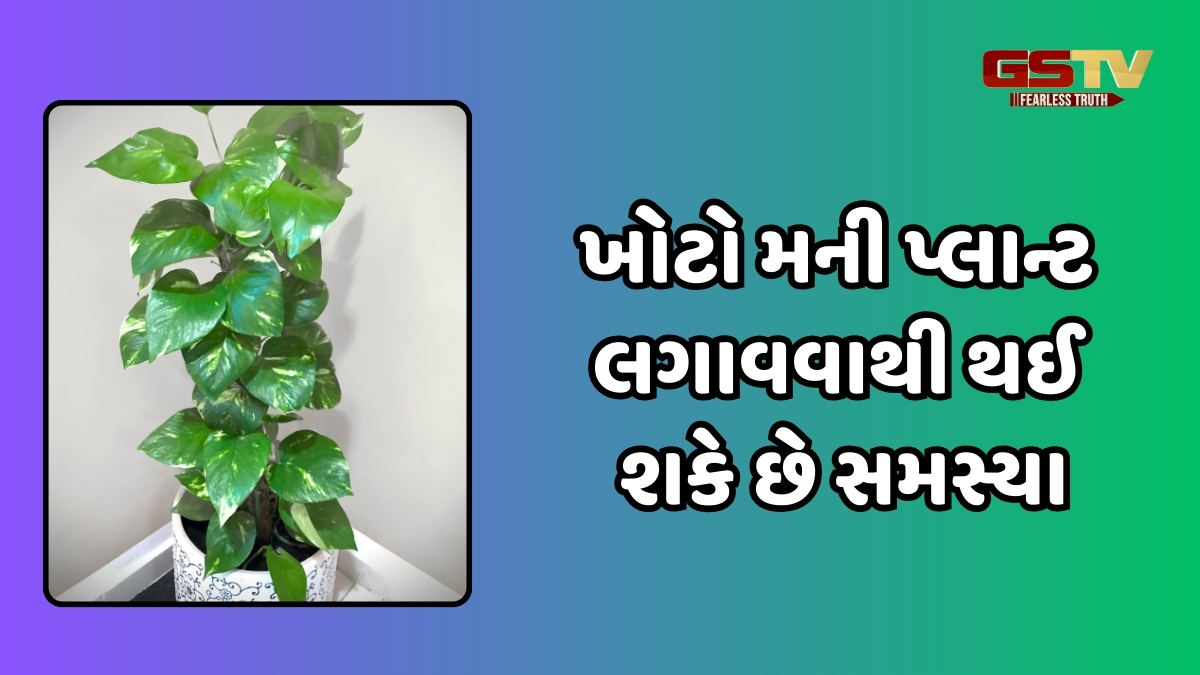 Vastu Tips / ઘરમાં કયો મની પ્લાન્ટ લગાવવો જોઈએ? તેને લગાવતી વખતે ક્યારેય ન કરો આ ભૂલ