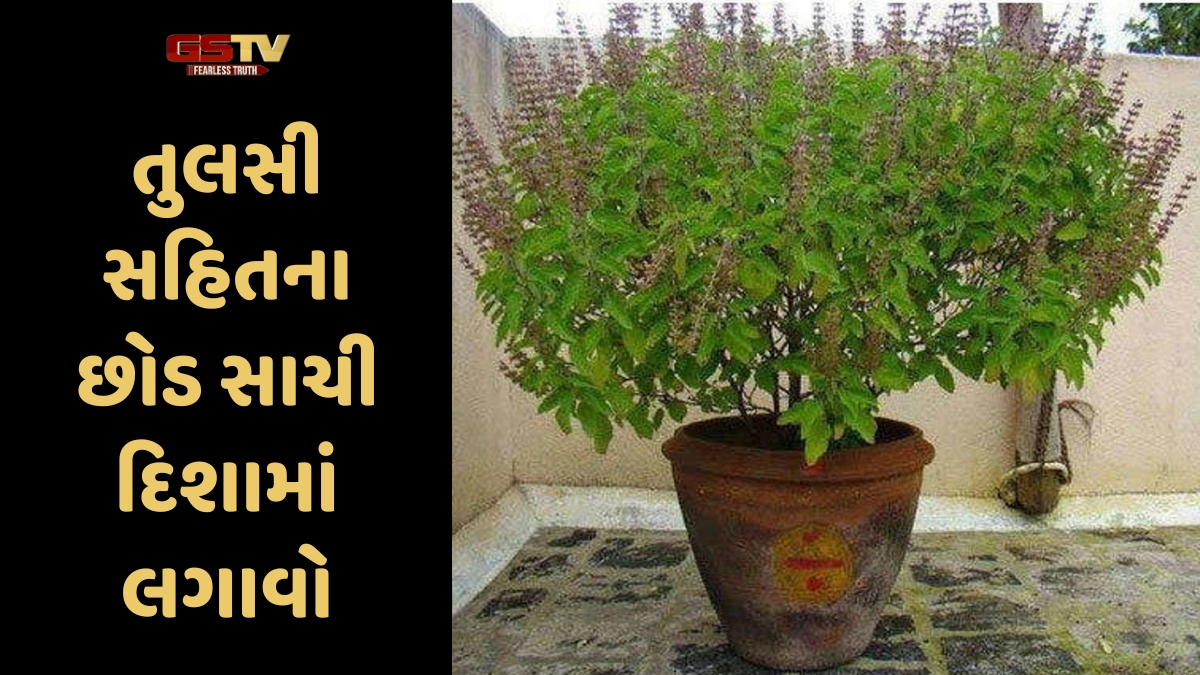 Religion: ઘરમાં ખોટી દિશામાં રાખેલા વૃક્ષો અને છોડ વધારે છે તણાવ, કજિયા કંકાશ વધે
