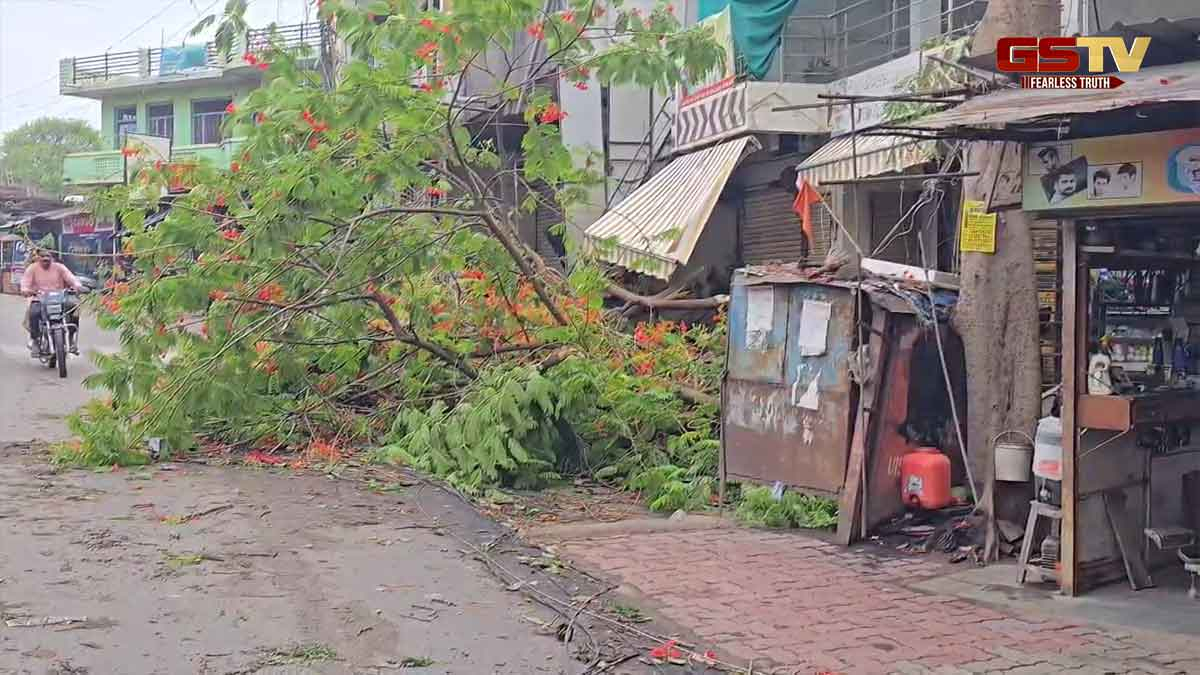 Chhotaudepur News: વાવાઝોડાની સાથે વરસાદથી વૃક્ષો ધરાશાયી, કેરી સહિતના ખેતીના પાકોને નુકસાન