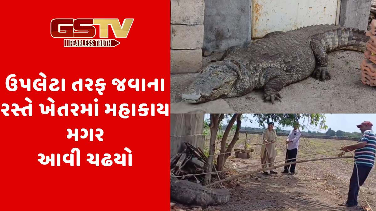 Dhoraji news: ભાદર નદી જૂના ઉપલેટા તરફ જવાના રસ્તે ખેતરમાં મહાકાય મગર આવી ચઢયો