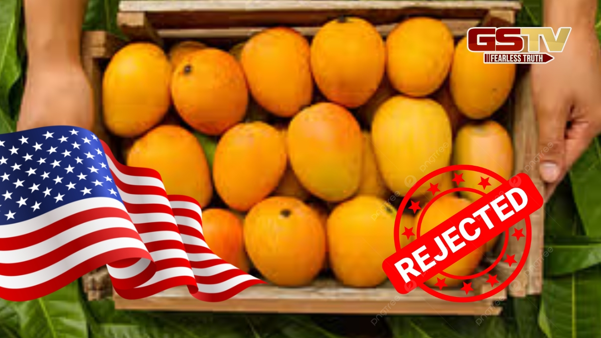Mango: અમેરિકાએ કેરીઓના 15 શિપમેન્ટ લેવાથી કર્યો ઇનકાર,વેપારીઓને 5 કરોડનું નુકસાન 