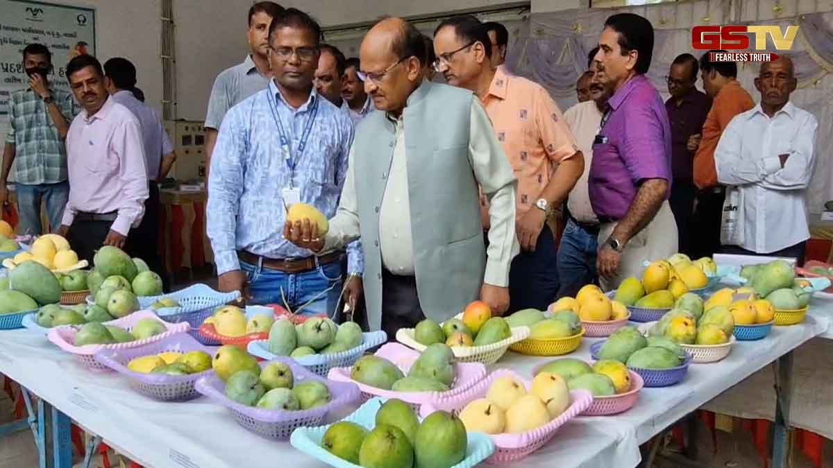 Navsari News: ગ્લોબલ વોર્મિંગ સામે ઝીંક ઝીલવા અનોખી હરિફાઈ, કૃષિ  યુનિવર્સિટીમાં 125 જાતની કેરીઓનું પ્રદર્શન
