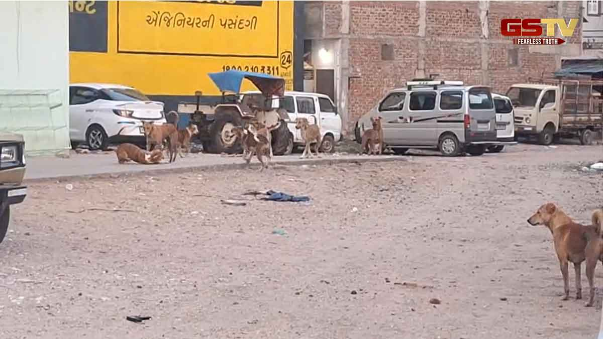 Chhotaudepur News: સોસાયટીમાં શ્વાનોના ટોળાનો આતંક, સ્થાનિક રહેવાસીઓમાં ભયનો માહોલ
