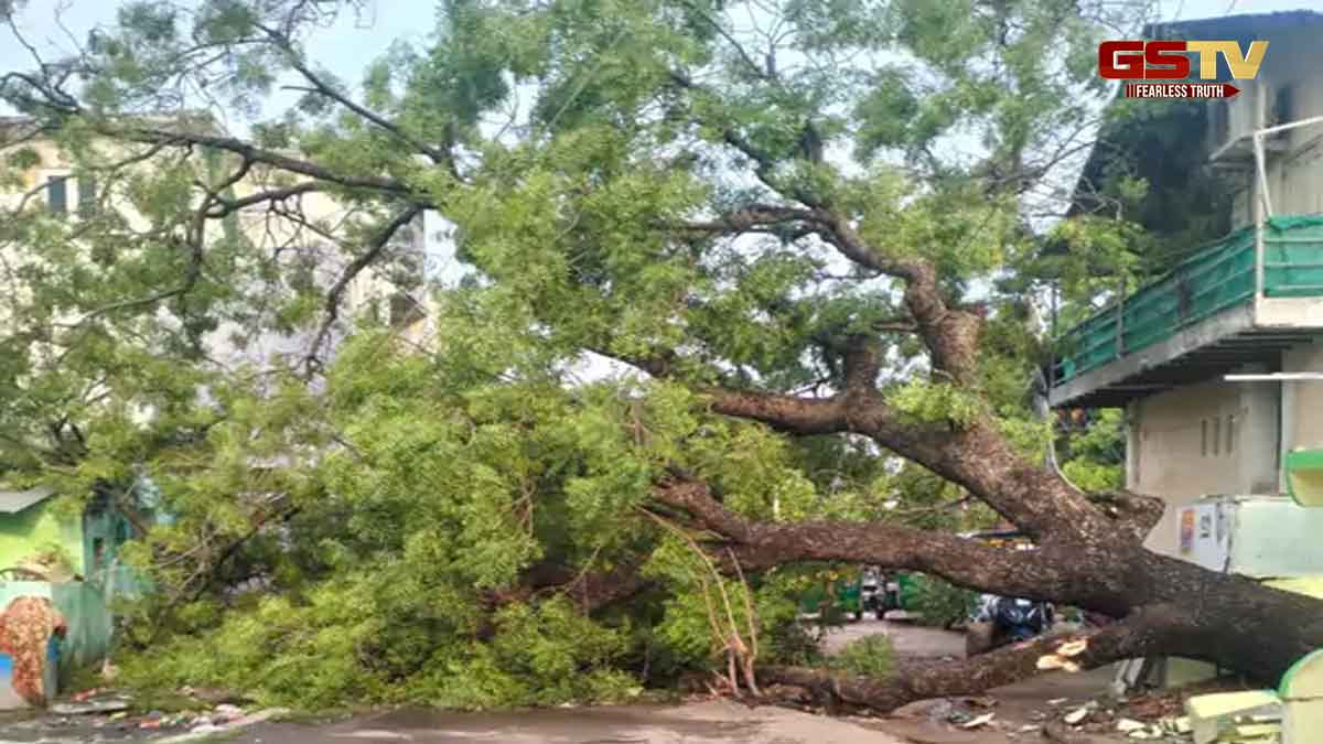 Bharuch News: વાવાઝોડા સાથે વરસાદથી ખાનાખરાબી, લીમડી ચોકમાં વર્ષો જૂનું વૃક્ષ થયું ધરાશાયી