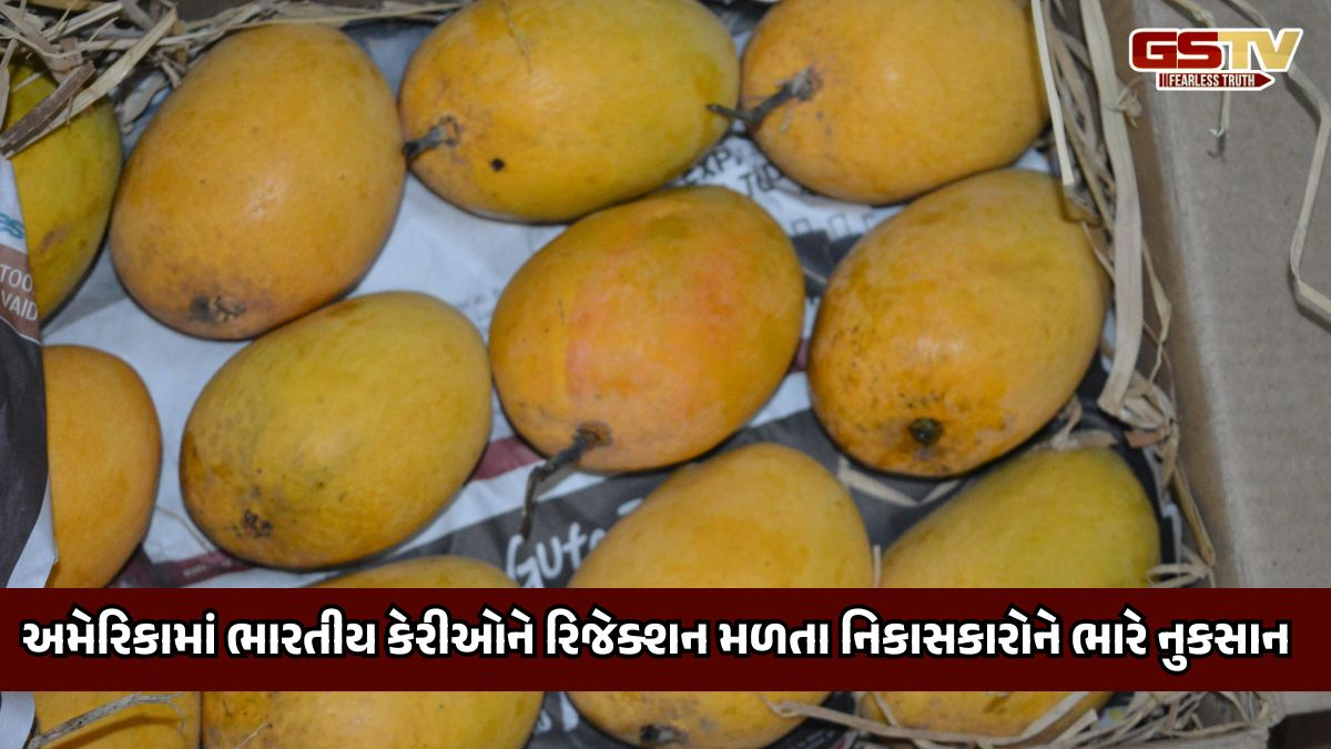 અમેરિકા મોકલવામાં આવેલી કેરીઓનો નાશ કરવામાં આવશે, જાણો કારણ