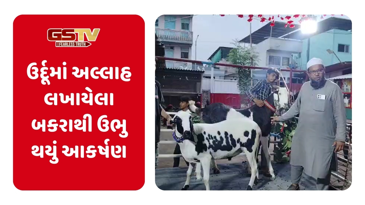 Surat News: ઉર્દૂમાં અલ્લાહ લખાયેલા બકરાનું આકર્ષણ, જોવા દૂરદૂરથી આવે છે લોકો 