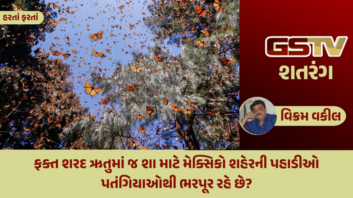 GSTV શતરંગ/ ફક્ત શરદ ઋતુમાં જ શા માટે મેક્સિકો શહેરની પહાડીઓ પતંગિયાઓથી ભરપૂર રહે છે?
