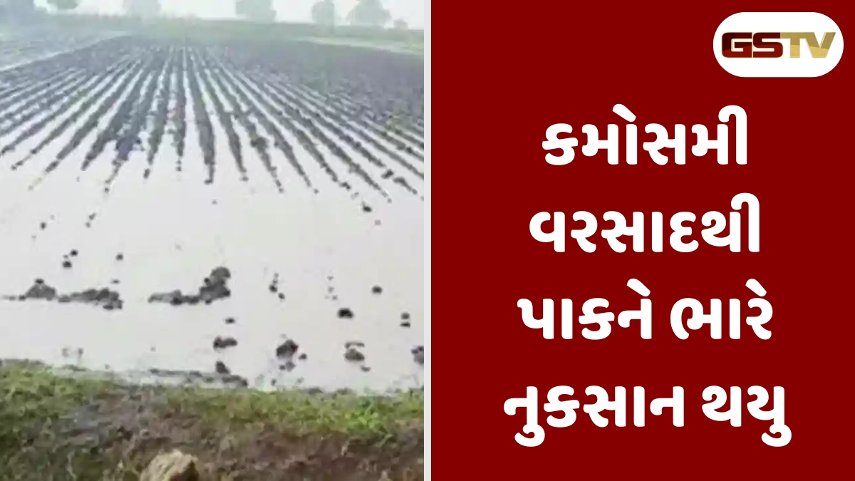 કમોસમી વરસાદથી ખેડૂતોને ભારે નુકસાન, આ પાક સૌથી વધું નાશ પામ્યો