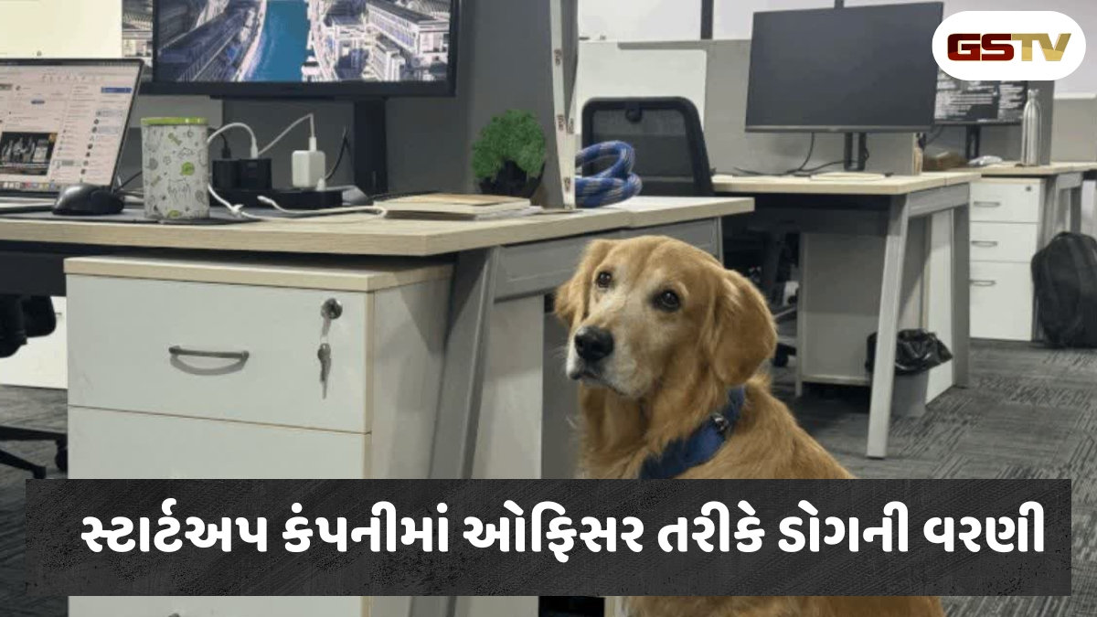 આ સ્ટાર્ટઅપ કંપનીમાં એક કૂતરાને ઓફિસર બનાવાયો, જાણો કઈ જવાબદારી સોંપવામાં આવી 