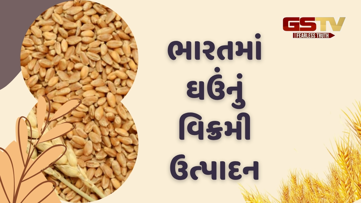 આયાતની જરૂર નથી: ભારતમાં ઘઉંનું રેકોર્ડ ઉત્પાદન,સરકારની ચોખવટ
