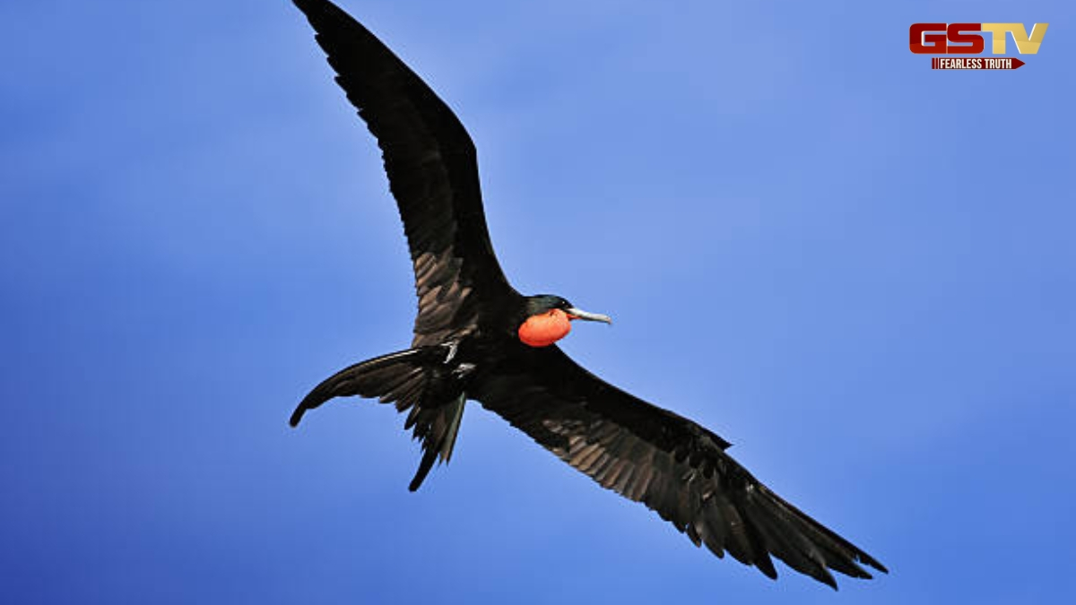 Zagmag : The Sneaky Frigate Bird – A Master of Stealing Food