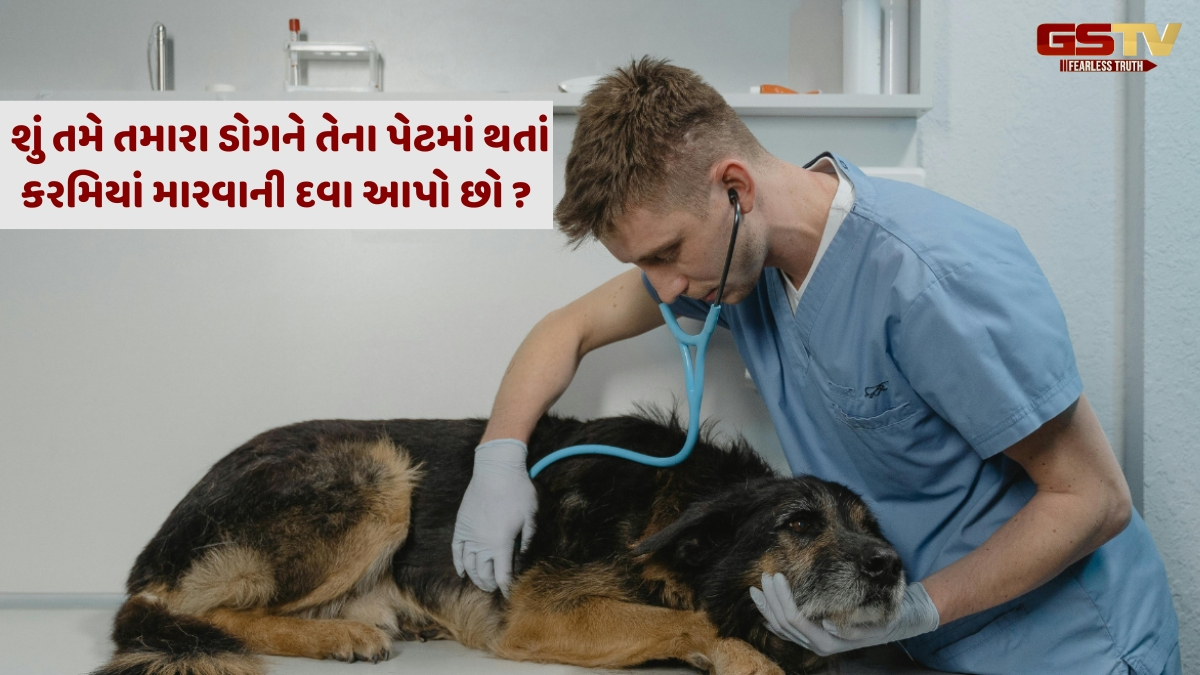 Ravi Purti : પેટ ડોગની સારસંભાર માટે જરૂરી ટિપ્સ 