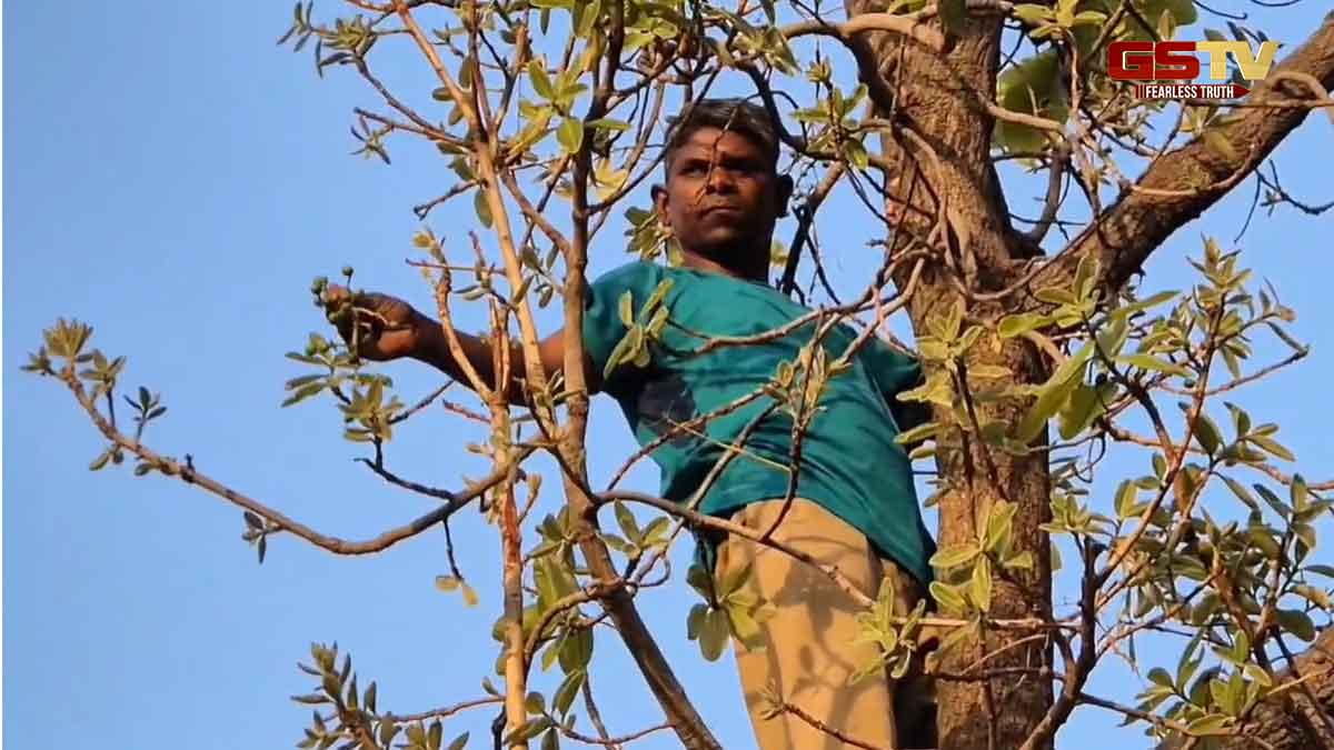 Chhotaudepur News: આદિવાસીઓને રોજગારી આપતા ચોરાળાના વૃક્ષો, બીજનો ઉપયોગ દવાથી લઈને સૂકામેવામાં  