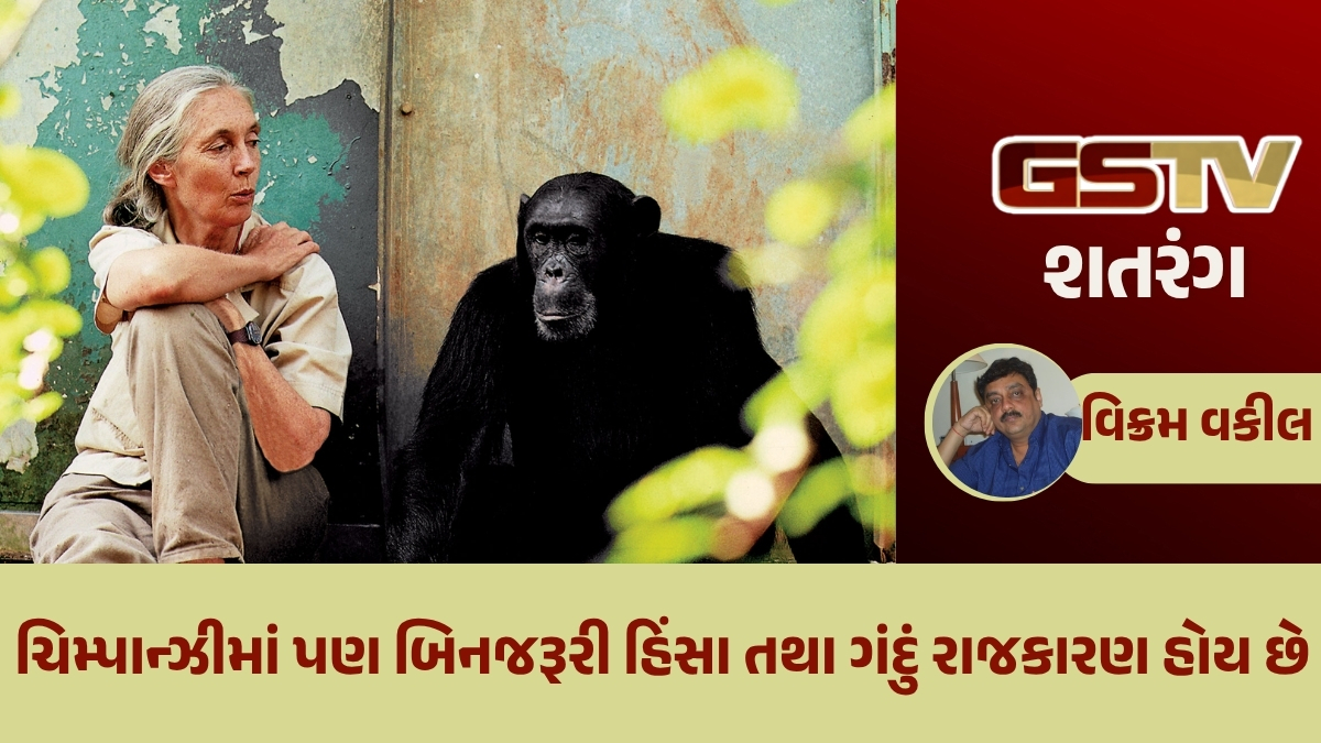 GSTV શતરંગ/ ચિમ્પાન્ઝી વિશેનું રસપ્રદ સંશોધન