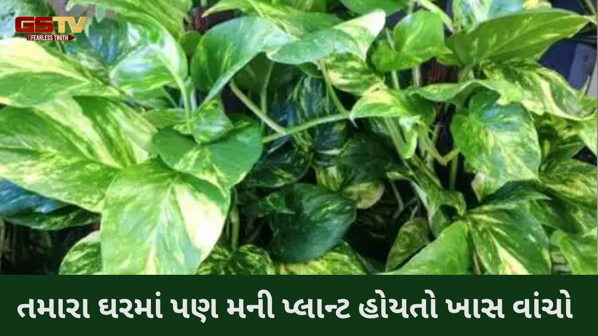 Religion: ઘર ઉપરાંત, રસોડામાં પણ મની પ્લાન્ટ લગાવવો જોઈએ? જાણો વાસ્તુના નિયમો શું છે
