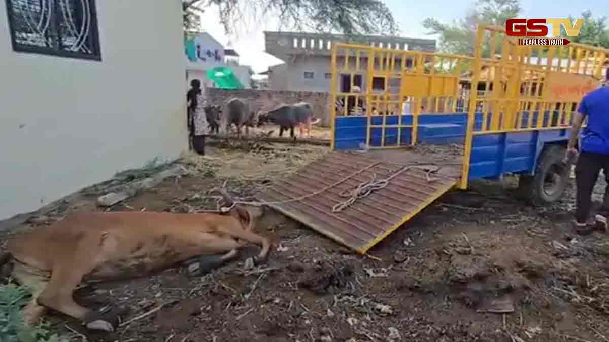Bharuch News: જંબુસરમાં રખડતા ઢોરનો ત્રાસ યથાવત, ગાયે ત્રણ લોકોને અડફેટે લેતા એક ગંભીર