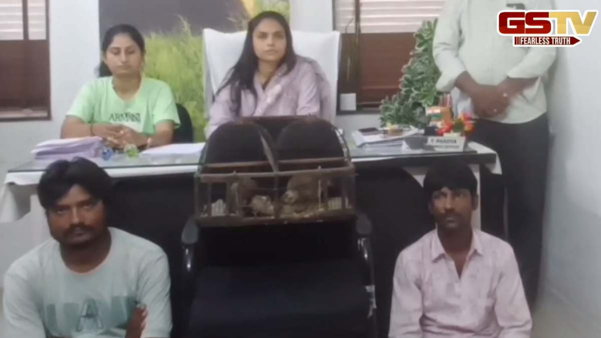 Rajkot news: ધોરાજીમાં ફોરેસ્ટ ઓફિસરે તેતરનો શિકાર કરતા 2 આરોપીઓને ઝડપી પાડયા