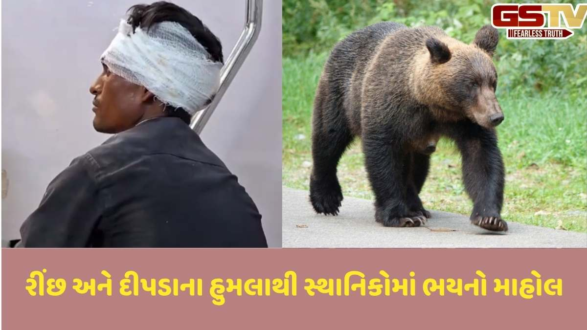 Banaskantha news: બનાસકાંઠામાં એક જ દિવસમાં રીંછ અને દીપડાએ 4 લોકો પર જીવલેણ હુમલો કર્યો