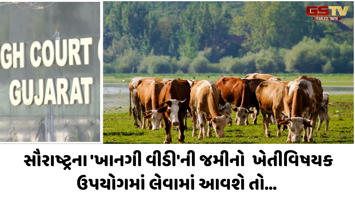 Business Plus: કલેક્ટર દ્વારા ખાનગી ગૌચરની જમીનનો હેતુફેર અંગે ગુજરાત હાઈકોર્ટનો ચુકાદો