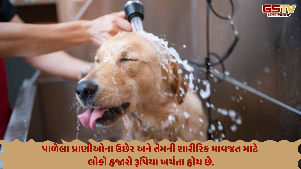 Business Plus : પેટકેર ઉદ્યોગ 10,000 કરોડ રૂપિયા કોરાના પછીની સંવેદના-પ્રેમનો વેપાર
