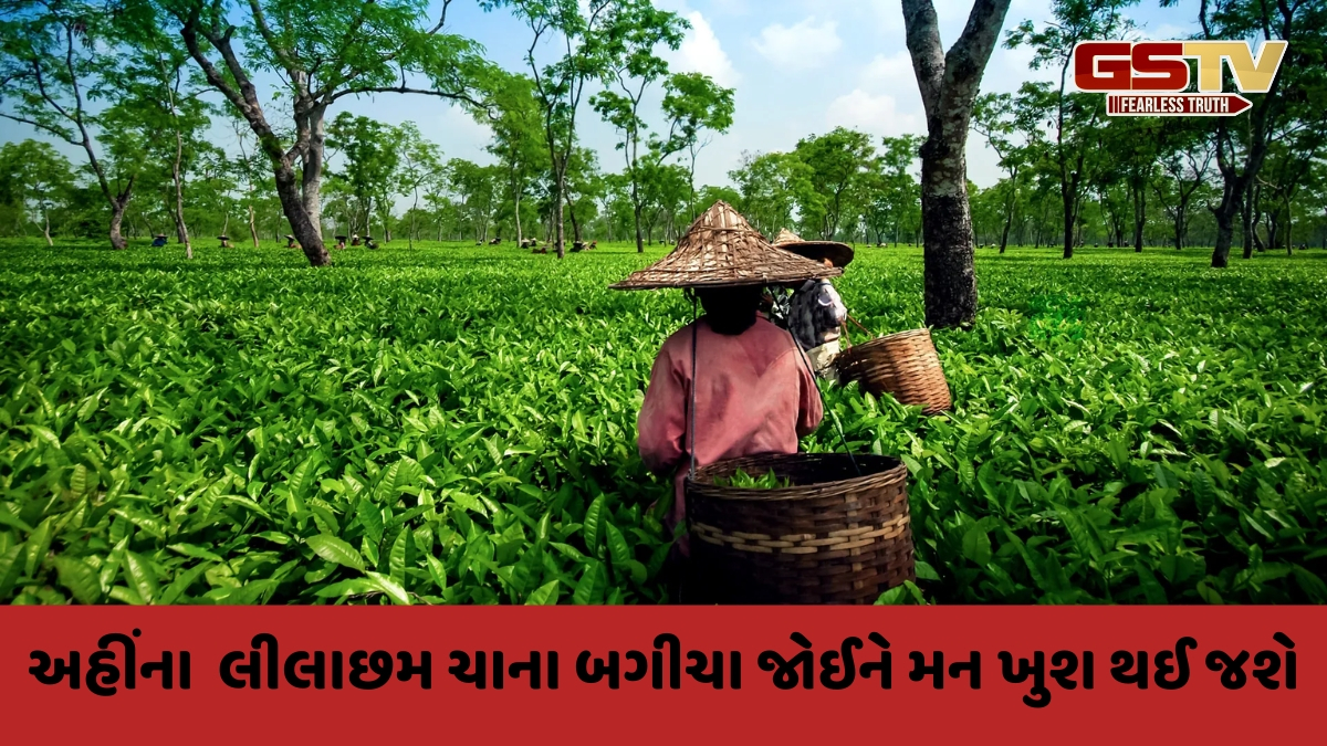 Travel Place / ઉત્તર ભારતનું 'Tea Capital' કહેવાય છે આ શહેર, ફરવા માટે પણ છે બેસ્ટ સ્થળ