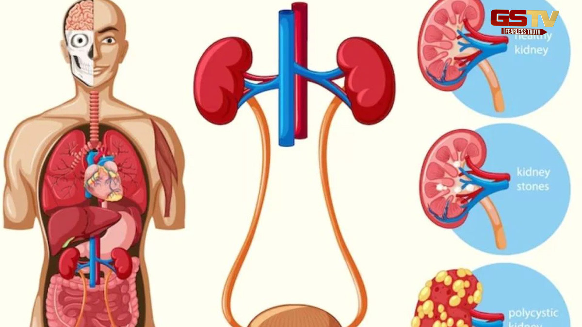 Health Tips : હેલ્ધી કિડની માટે જરૂરી છે આ 5 ફૂડ, કેન્સરથી પણ બચાવશે