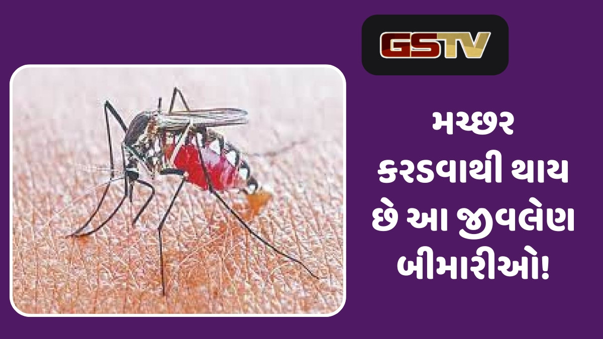 Health Tips :ચોમાસામાં મચ્છરોનો આતંક, પરિસ્થિતિ વધુ ખરાબ થાય તે પહેલાં જાણો તેનાથી છુટકારો મેળવવાની રીત