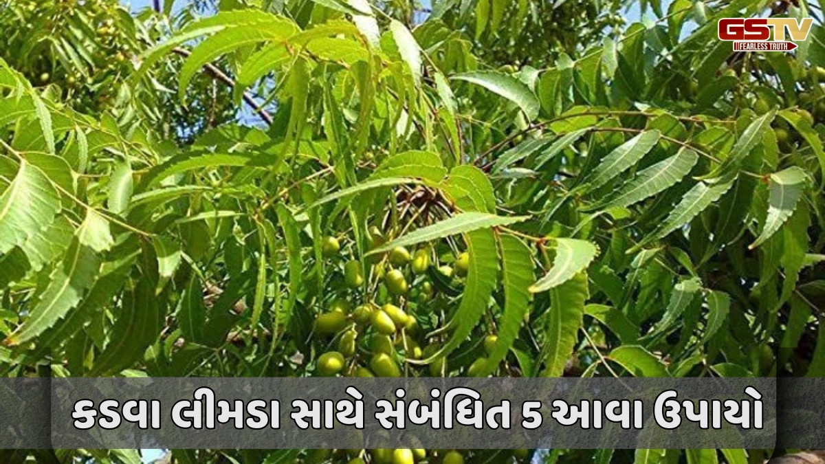 Religion : કડવા લીમડામાં છુપાયેલું છે સૌભાગ્યનું રહસ્ય