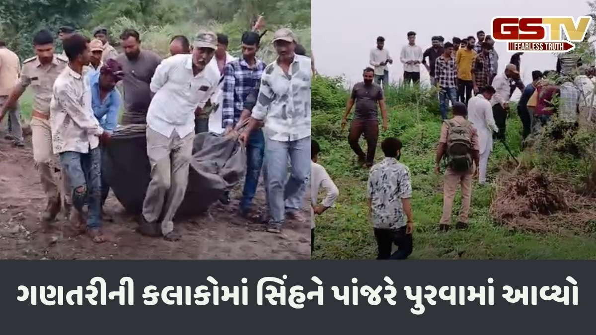 Amreli news: સાવરકુંડલાના થોરડીની સીમમાં સિંહે બાળકને ફાડી ખાધું, વન વિભાગે સિંહને પાંજરે પુર્યો
