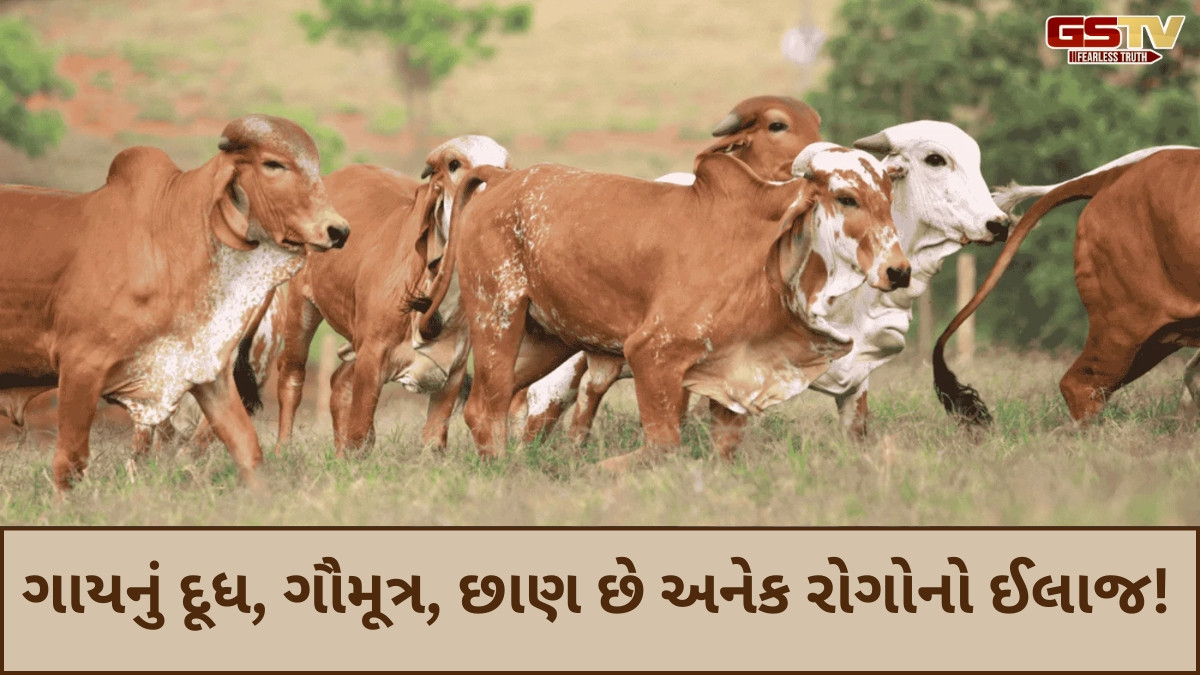 Shatdal: ગાય છે જીવનદાયી અમૃતનો સ્રોત