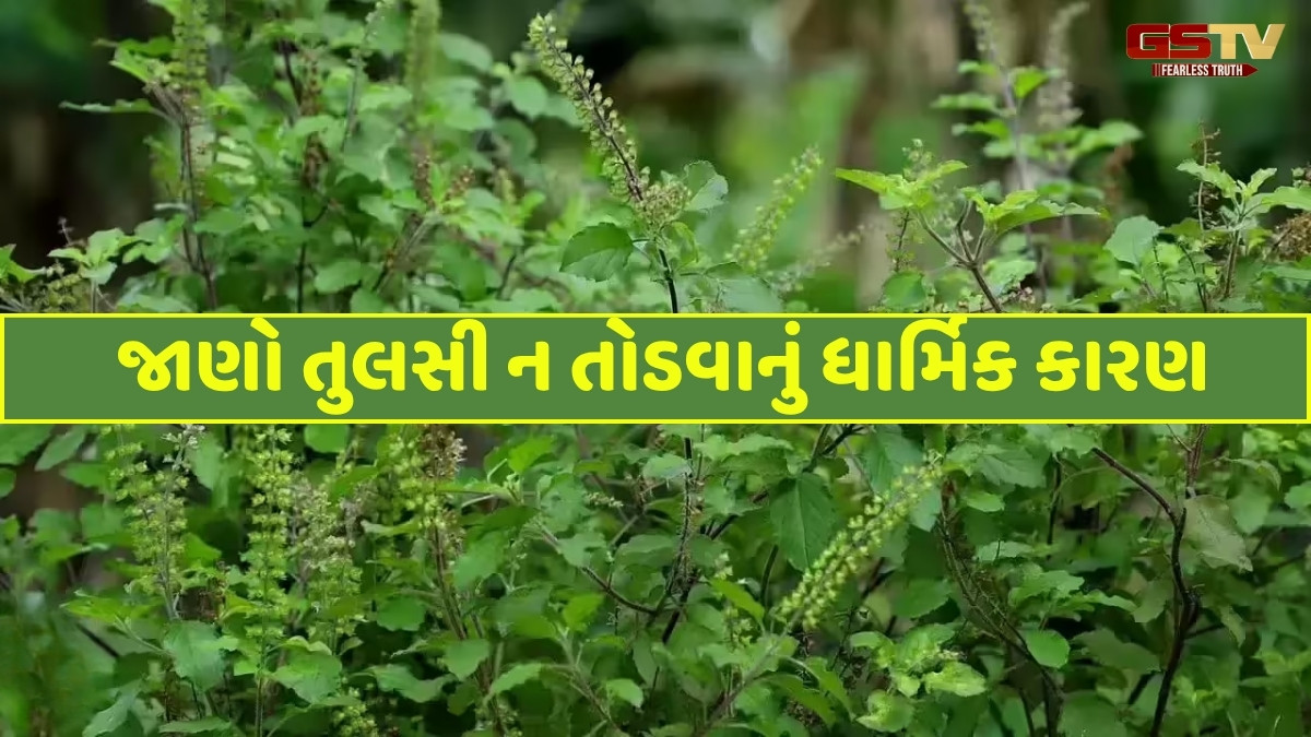 Religion: શ્રાવણ 2025માં તુલસી તોડવી કેમ પ્રતિબંધિત માનવામાં આવે છે?